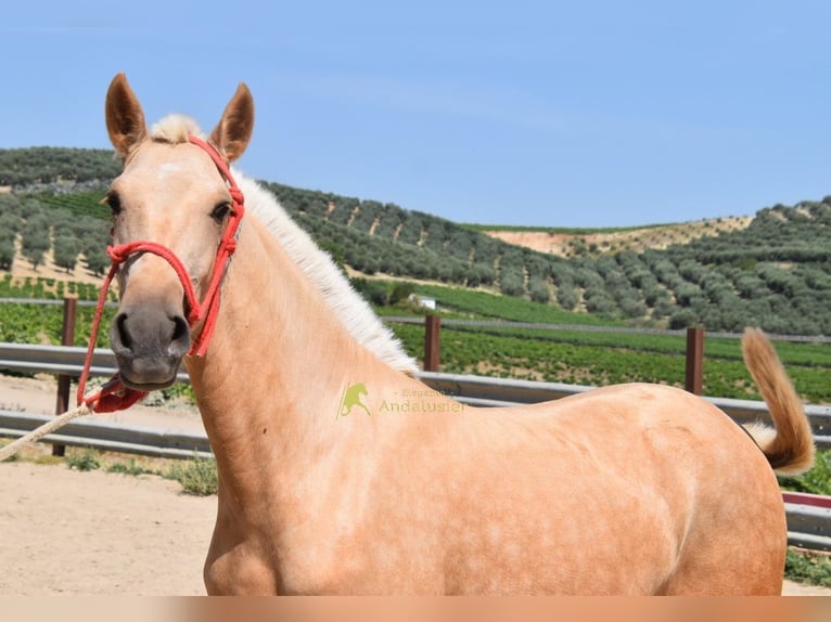 Andalusier Stute 1 Jahr 147 cm Palomino in Provinz Cordoba