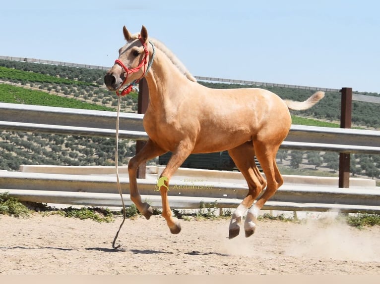 Andalusier Stute 1 Jahr 147 cm Palomino in Provinz Cordoba