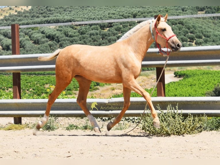 Andalusier Stute 1 Jahr 147 cm Palomino in Provinz Cordoba