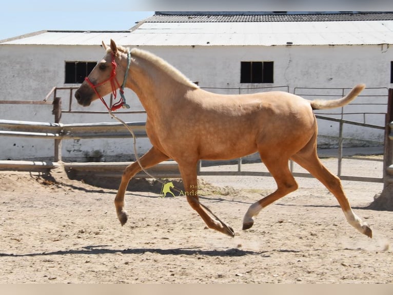 Andalusier Stute 1 Jahr 147 cm Palomino in Provinz Cordoba