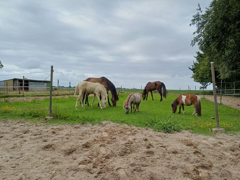 Andalusier Mix Stute 1 Jahr 150 cm Cremello in Emmer-Compascuum