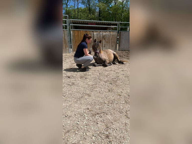 Andalusier Stute 1 Jahr 150 cm Rotschimmel in Puchheim