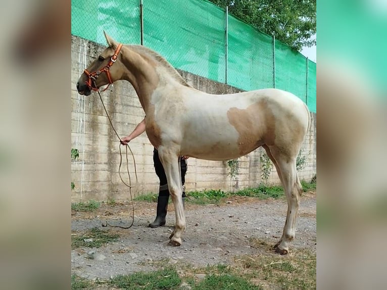 Andalusier Stute 1 Jahr 152 cm Schecke in Carde&#xF1;a