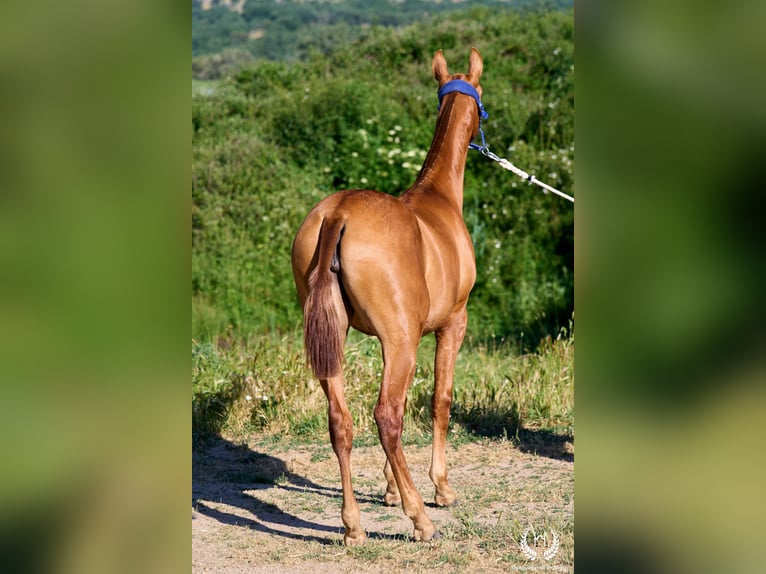 Andalusier Stute 1 Jahr 155 cm Rotfuchs in Navalperal De Pinares