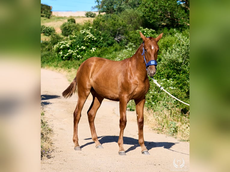 Andalusier Stute 1 Jahr 155 cm Rotfuchs in Navalperal De Pinares
