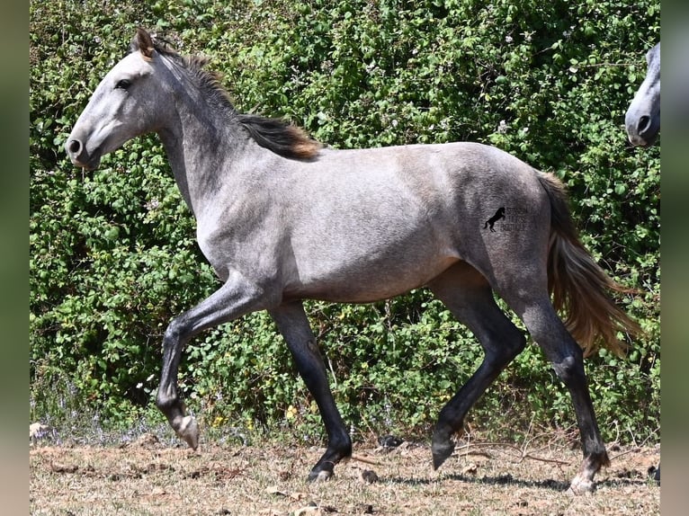 Andalusier Stute 1 Jahr 155 cm Schimmel in Menorca