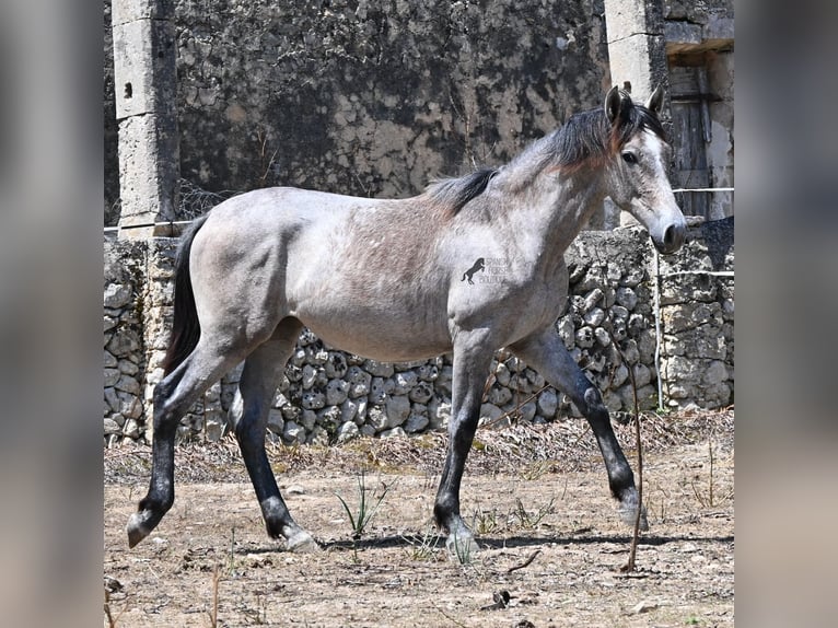 Andalusier Stute 1 Jahr 155 cm Schimmel in Mallorca