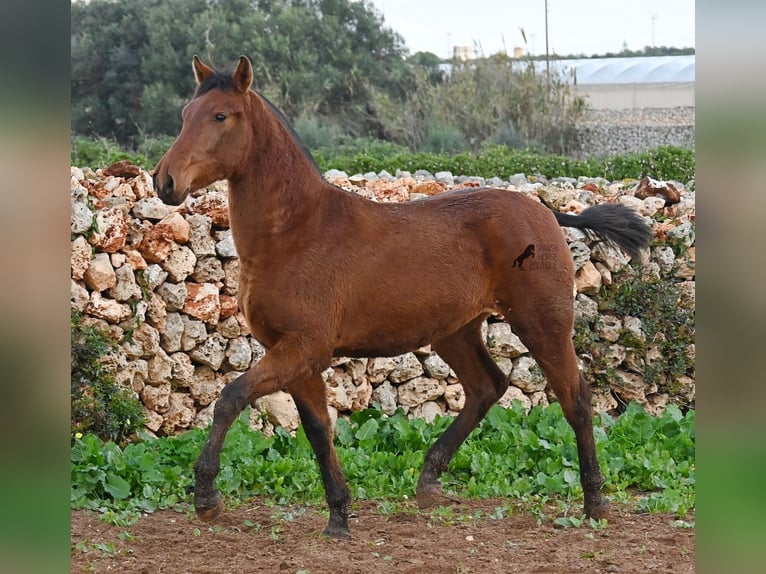 Andalusier Stute 1 Jahr 160 cm Brauner in Menorca