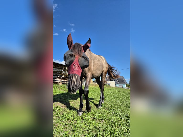 Andalusier Stute 1 Jahr 160 cm in Hermagor-Pressegger See