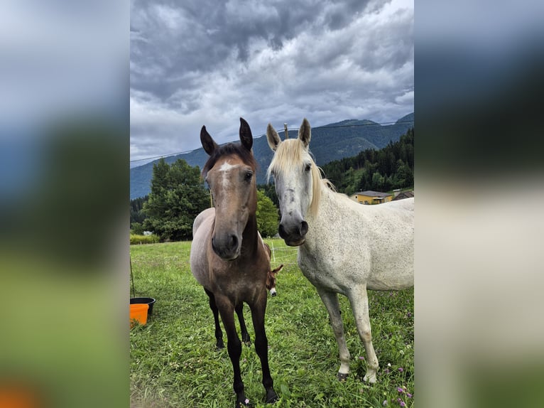 Andalusier Stute 1 Jahr 160 cm in Hermagor-Pressegger See