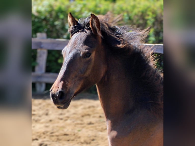 Andalusier Stute 1 Jahr 162 cm Brauner in Rerik