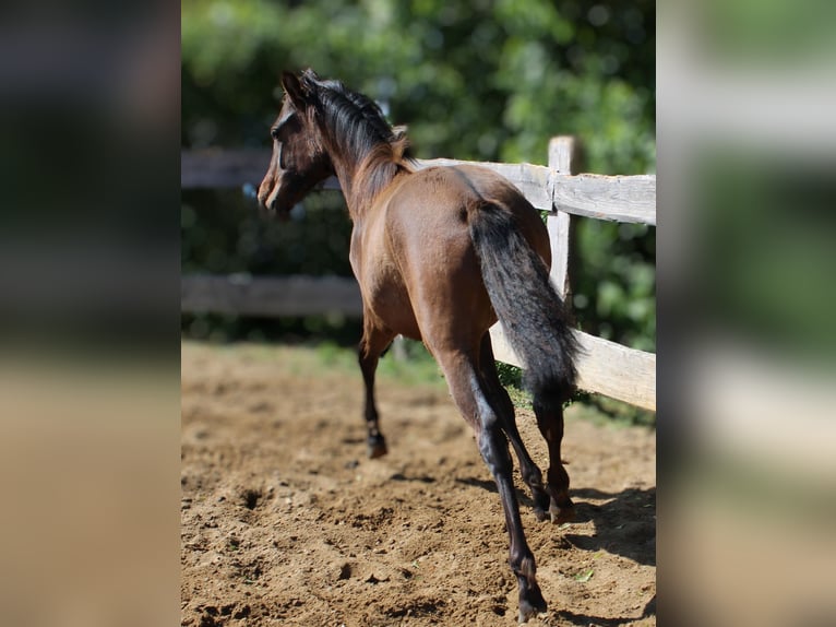 Andalusier Stute 1 Jahr 162 cm Brauner in Rerik