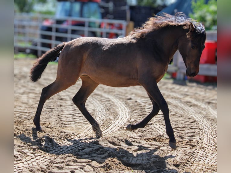 Andalusier Stute 1 Jahr 162 cm Brauner in Rerik