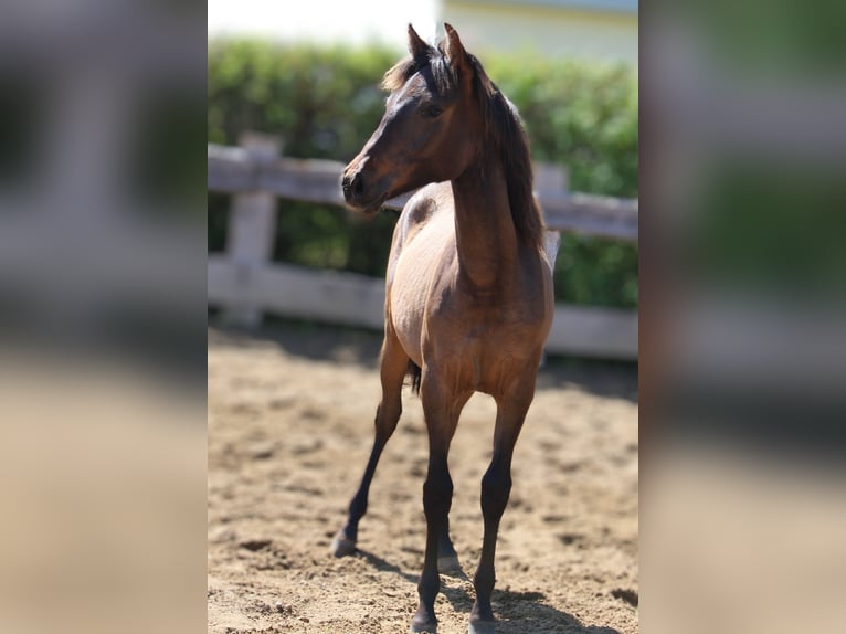 Andalusier Stute 1 Jahr 162 cm Brauner in Rerik