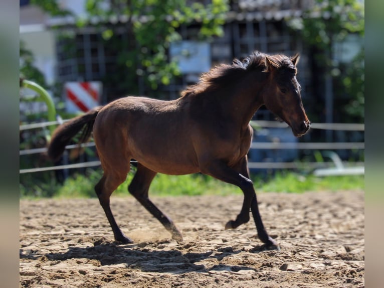 Andalusier Stute 1 Jahr 162 cm Brauner in Rerik
