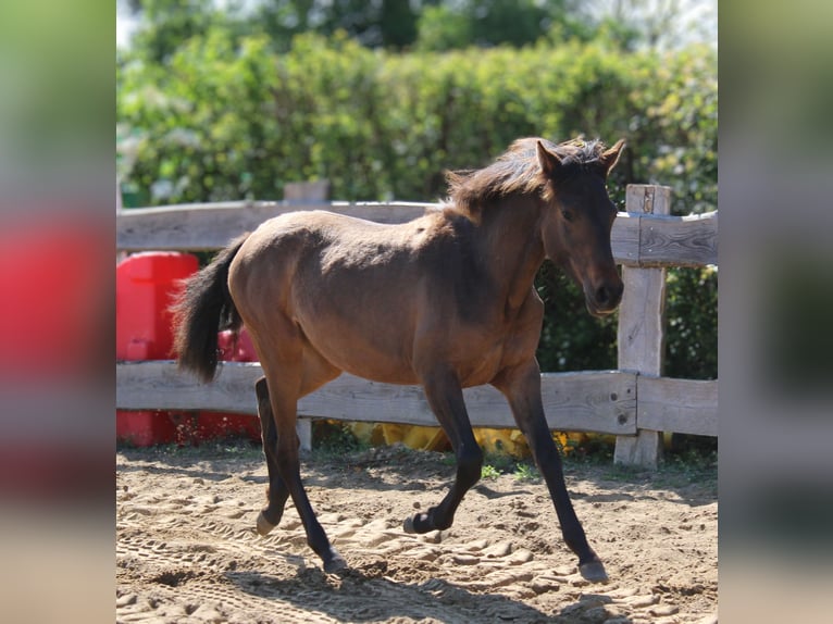 Andalusier Stute 1 Jahr 162 cm Brauner in Rerik