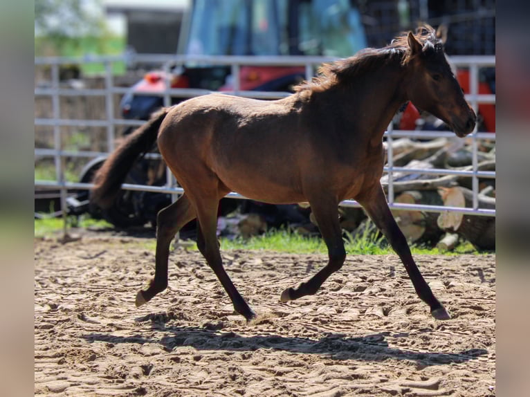Andalusier Stute 1 Jahr 162 cm Brauner in Rerik