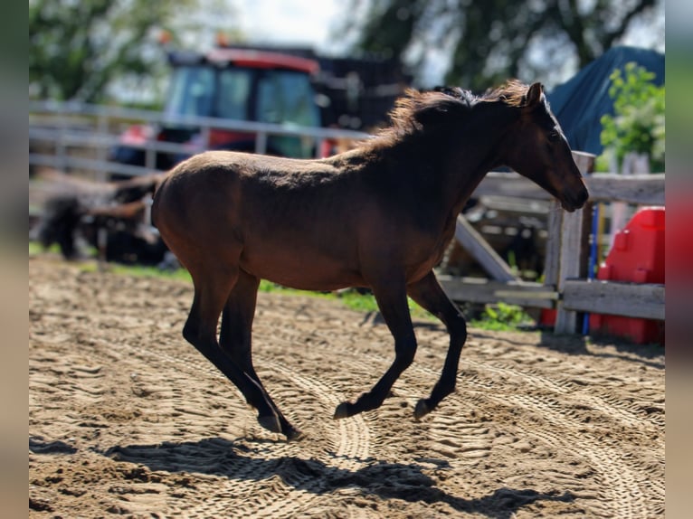 Andalusier Stute 1 Jahr 162 cm Brauner in Rerik