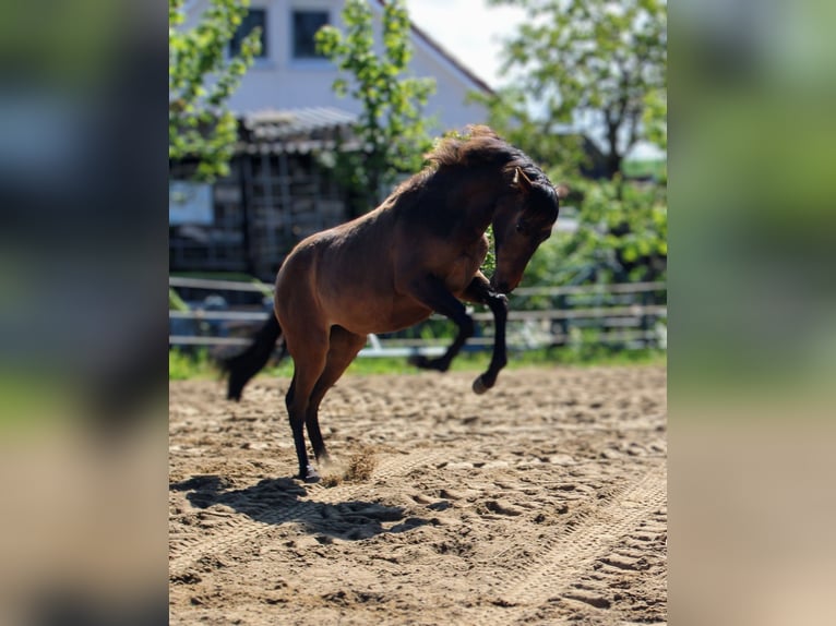 Andalusier Stute 1 Jahr 162 cm Brauner in Rerik