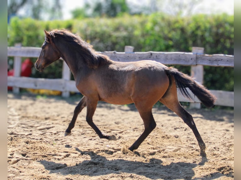 Andalusier Stute 1 Jahr 162 cm Brauner in Rerik