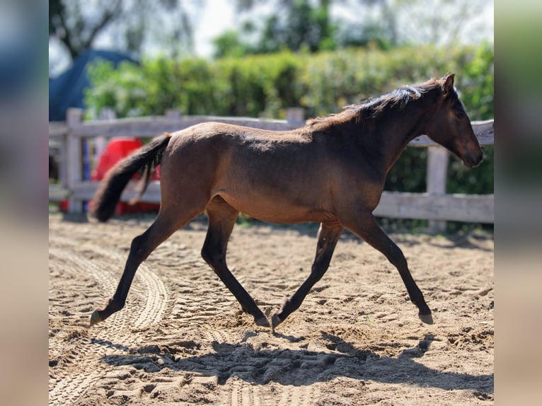 Andalusier Stute 1 Jahr 162 cm Brauner in Rerik