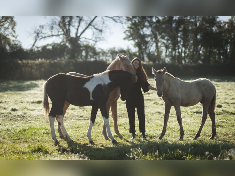 Andalusier Stute 1 Jahr 162 cm Pearl in Loye sur Arnon
