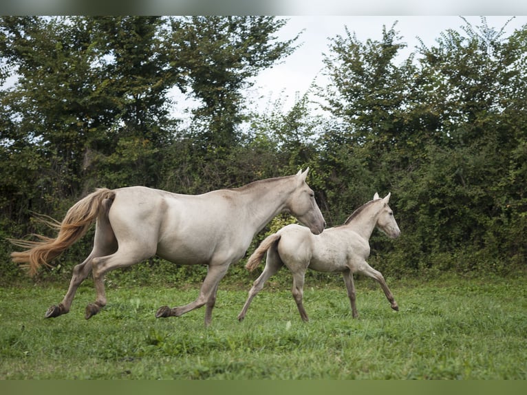 Andalusier Stute 1 Jahr 162 cm Pearl in Loye sur Arnon
