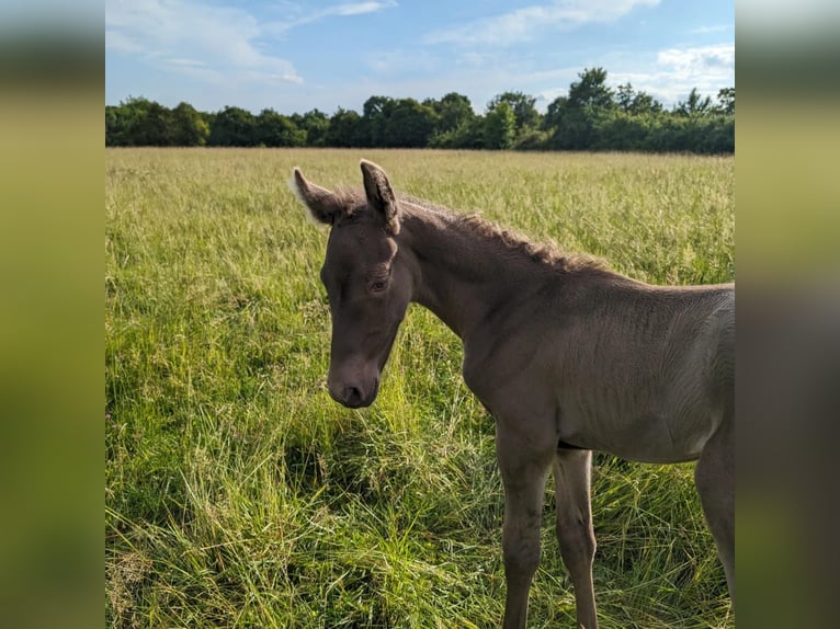 Andalusier Stute 1 Jahr 162 cm Pearl in Loye sur Arnon