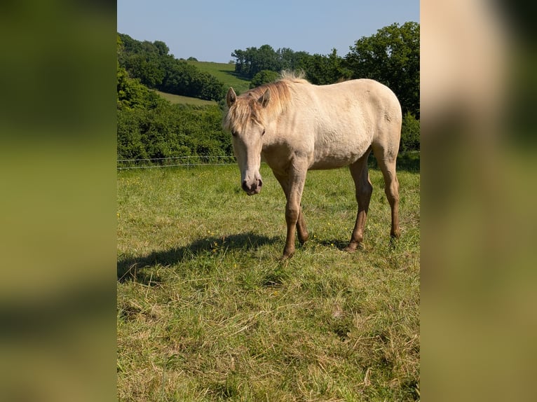Andalusier Stute 1 Jahr 162 cm Pearl in Loye sur Arnon