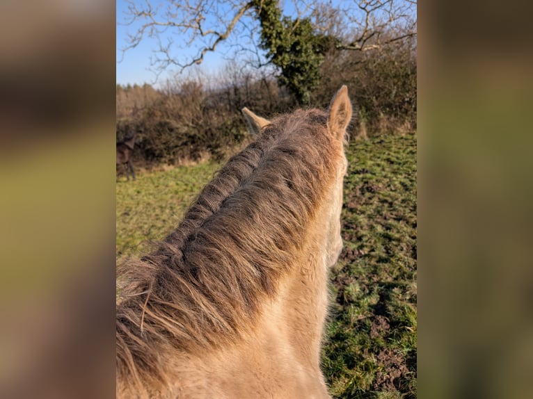 Andalusier Stute 1 Jahr 162 cm Pearl in Loye sur Arnon