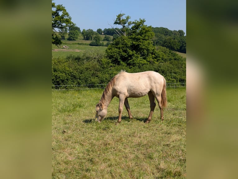 Andalusier Stute 1 Jahr 162 cm Pearl in Loye sur Arnon