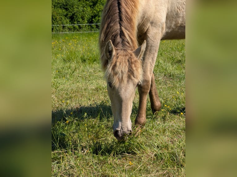 Andalusier Stute 1 Jahr 162 cm Pearl in Loye sur Arnon