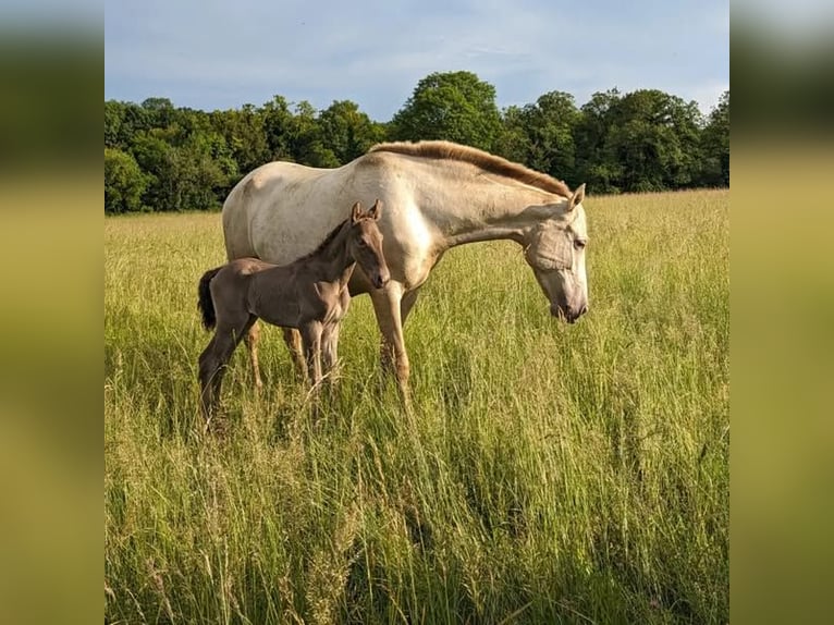 Andalusier Stute 1 Jahr 162 cm Pearl in Loye sur Arnon