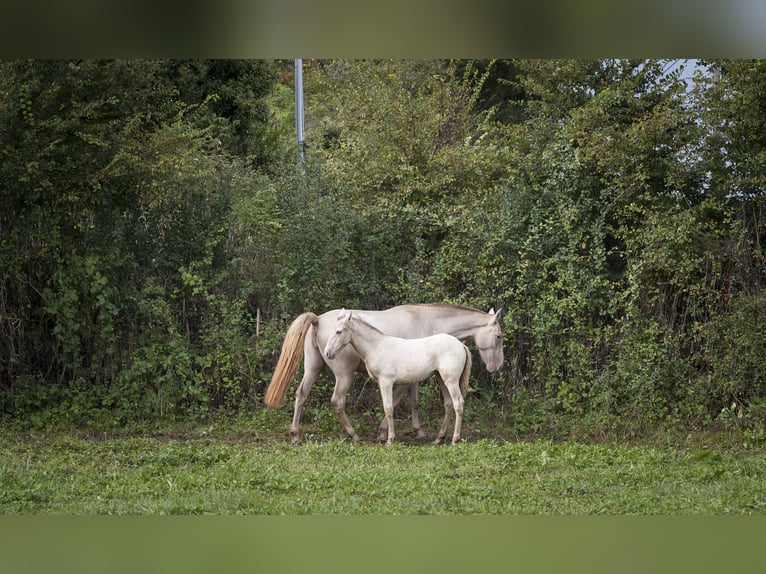 Andalusier Stute 1 Jahr 162 cm Pearl in Loye sur Arnon
