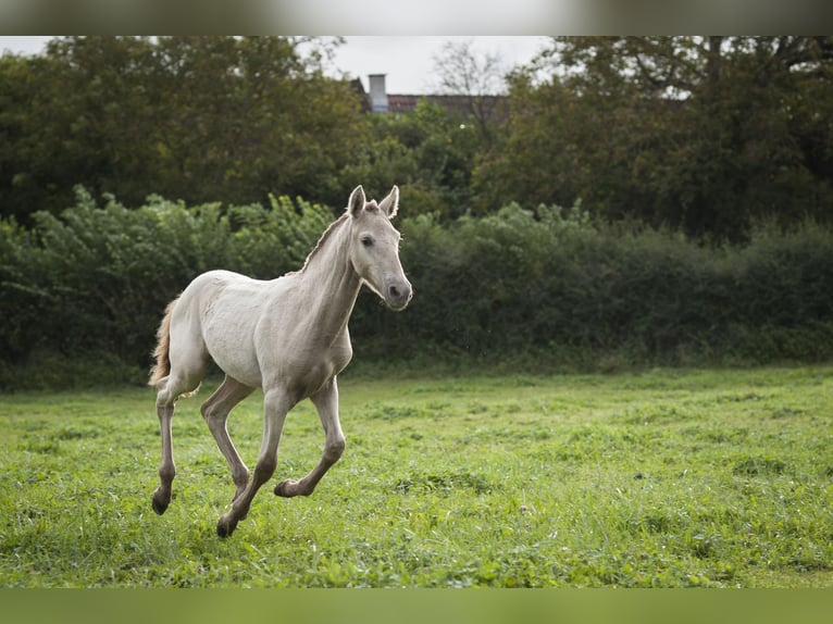 Andalusier Stute 1 Jahr 162 cm Pearl in Loye sur Arnon