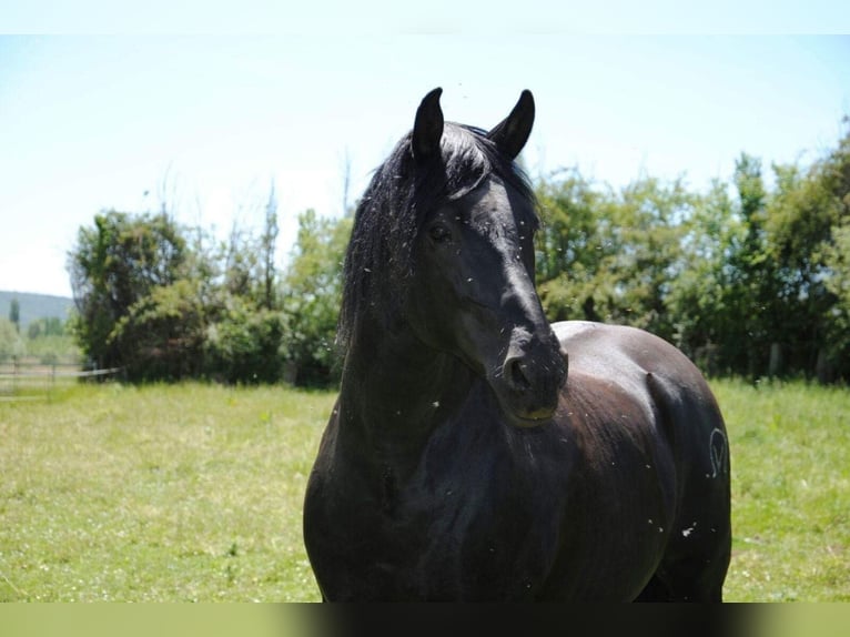 Andalusier Stute 1 Jahr 163 cm Rappe in Leon