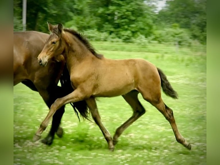 Andalusier Stute 1 Jahr 163 cm Rotbrauner in Dansville