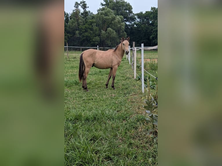 Andalusier Stute 1 Jahr 165 cm Buckskin in Standenbühl