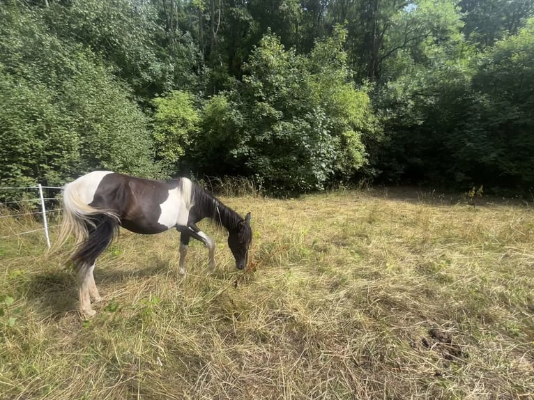 Andalusier Stute 1 Jahr 165 cm Schecke in Ballenstedt
