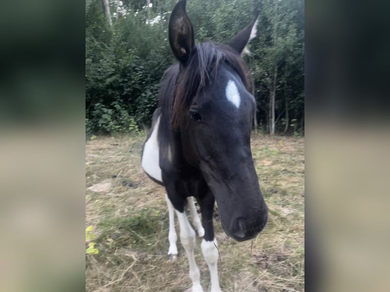 Andalusier Stute 1 Jahr 165 cm Schecke in Ballenstedt