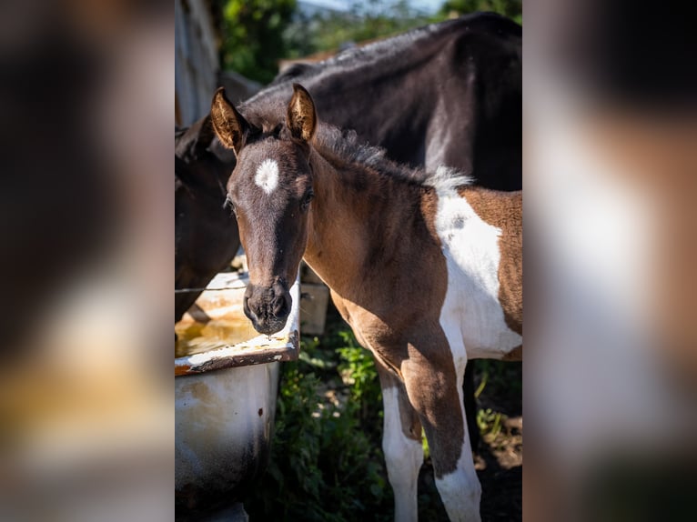 Andalusier Stute 1 Jahr 165 cm Schecke in Ballenstedt