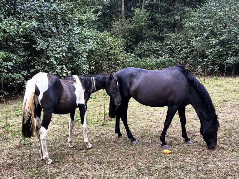Andalusier Stute 1 Jahr 165 cm Schecke in Ballenstedt