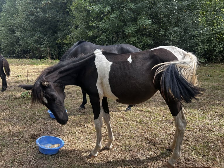 Andalusier Stute 1 Jahr 165 cm Schecke in Ballenstedt