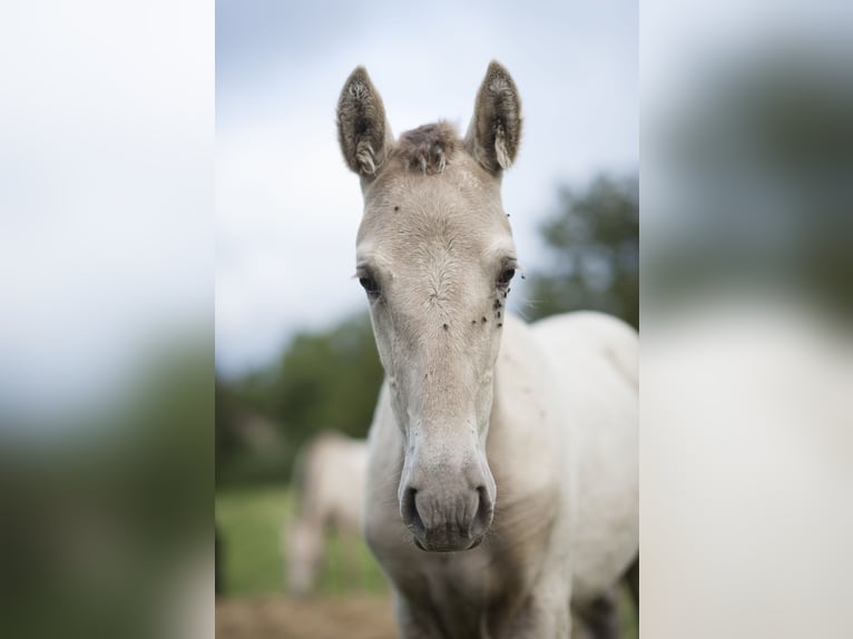 Andalusier Stute 1 Jahr in Loye sur Arnon