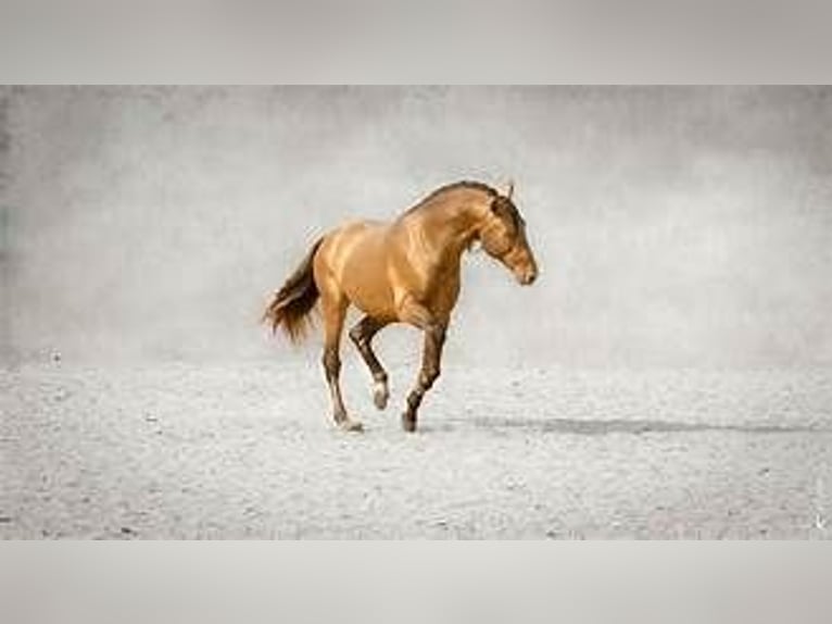 Andalusier Stute 1 Jahr in Loye sur Arnon