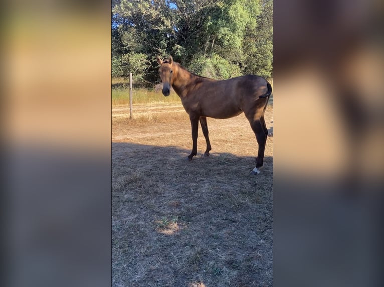 Andalusier Mix Stute 1 Jahr Falbe in Buitrago De Lozoya