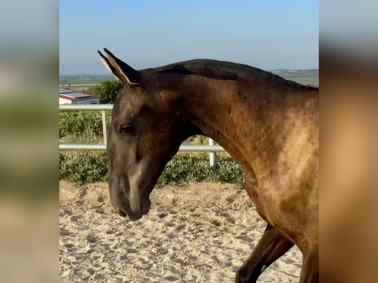 Andalusier Stute 1 Jahr Rappe in Lebrija