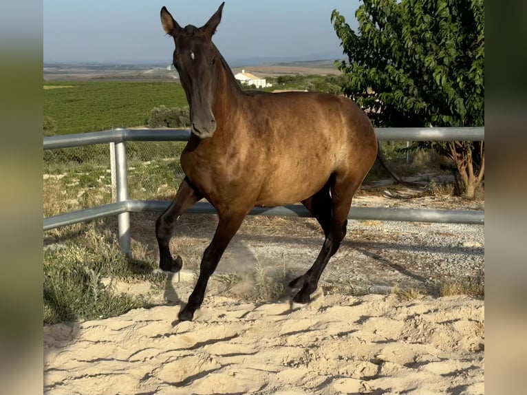 Andalusier Stute 1 Jahr Rappe in Lebrija