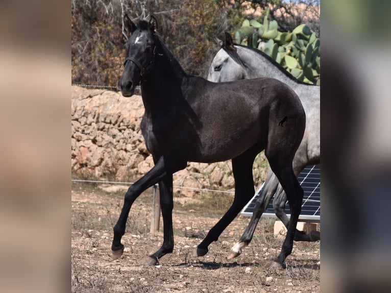 Andalusier Stute 1 Jahr Schimmel in Mallorca