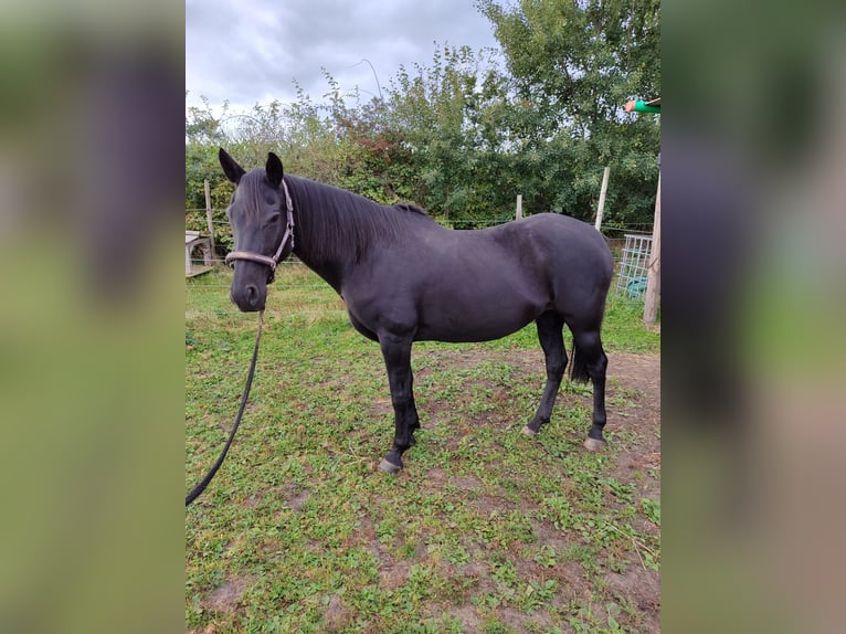 Andalusier Mix Stute 21 Jahre 154 cm Rappe in Stade